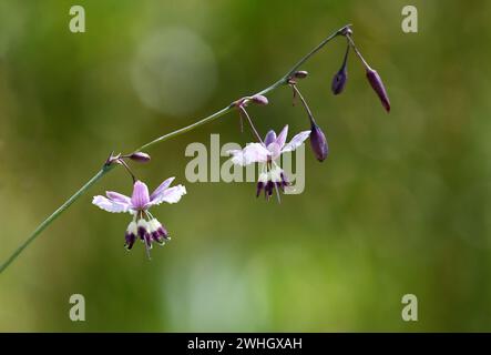 Primo piano del giglio viola di Vanilla, Arthropodium milleflorum, famiglia Asparagaceae, nella regione subalpina di Kosciusko, NSW. Erba perenne Foto Stock