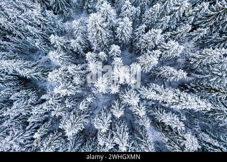 Foresta innevata in inverno. Vista droni dall'alto verso il basso Foto Stock