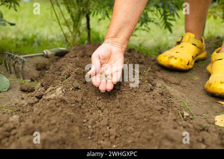 Mani di donna irriconoscibili che tengono i semi di piantine di piante in file, germogliano sul suolo. Anonima agricoltrice biologica che protegge una giovane pianta in lei Foto Stock