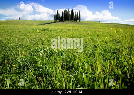 Documentazione fotografica dei cipressi della provincia di Siena Foto Stock