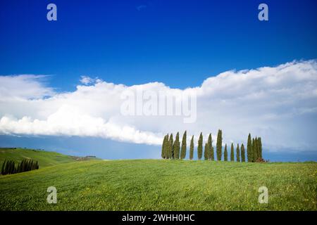 Documentazione fotografica dei cipressi della provincia di Siena Foto Stock