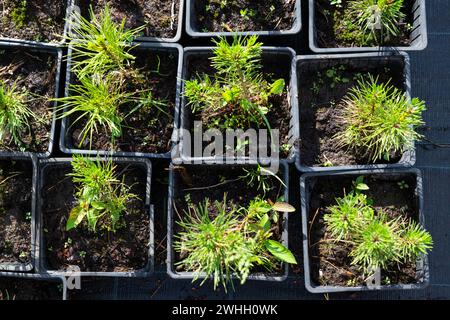 Vivaio di piante di conifere in pentole con una radice chiusa per piantare sul vostro terreno del giardino. Foto Stock