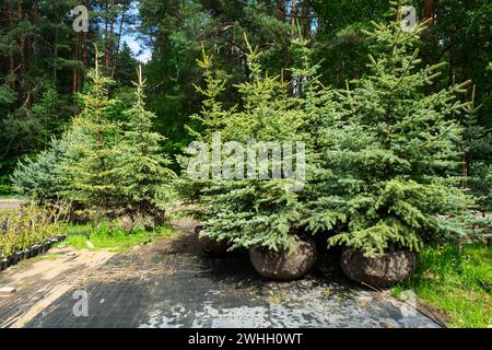 Vivaio di piante di conifere in pentole con una radice chiusa per piantare sul vostro terreno del giardino. Foto Stock