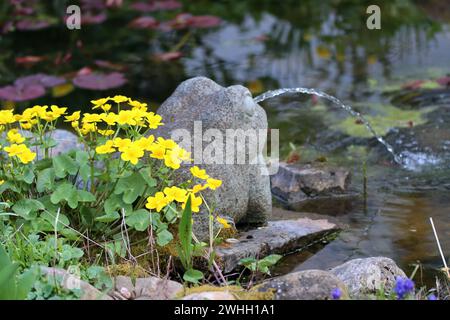 Calendula palustre (Caltha palustris), nota anche come calendula paludosa, presso lo stagno del giardino Foto Stock