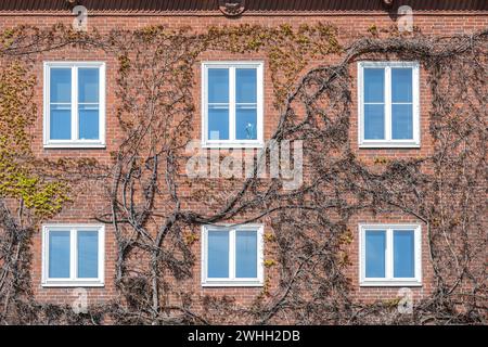 Facciata della casa costruita in mattoni rossi con finestre bianche, ricoperte di vite selvatica con le prime foglie in primavera, muro Foto Stock