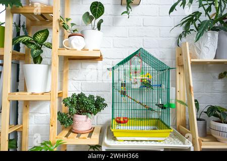 Una gabbia con un budgie si trova in un angolo abitativo della casa tra scaffalature con un gruppo di piante interne all'interno. Casa Foto Stock