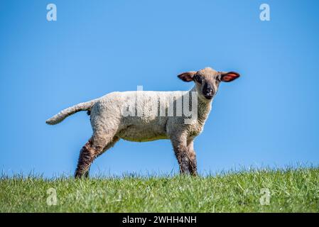 Agnello Foto Stock