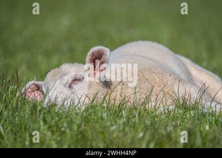 Agnello Foto Stock