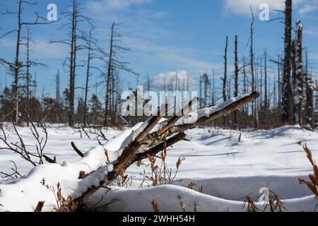 Un tronco di albero appassito in una palude su uno sfondo innevato durante il giorno Foto Stock