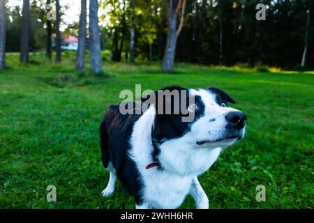 un ritratto di un cane bianco e nero. Animali domestici Foto Stock
