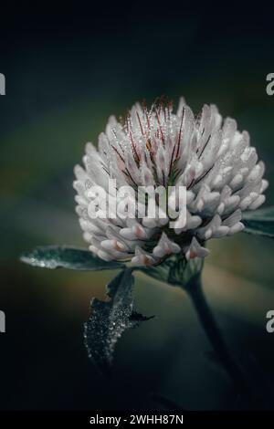 Fiore di trifoglio ricoperto di gocce di rugiada su sfondo sfocato Foto Stock