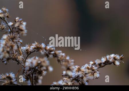 Una goccia di rugiada su una sottile rete di rame su fiori di canna d'oro Foto Stock