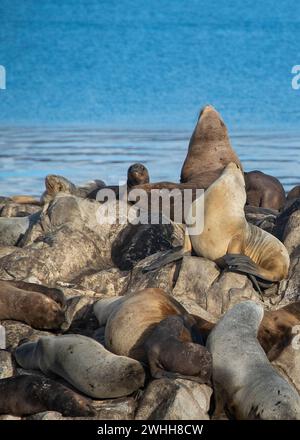 Leoni marini che riposano sull'isola rocciosa di ushuaia Foto Stock