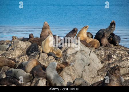 Leoni marini che riposano sull'isola rocciosa di ushuaia Foto Stock
