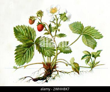 Fragola selvatica Fragaria vesca, (, 1901), Walderdbeere Foto Stock