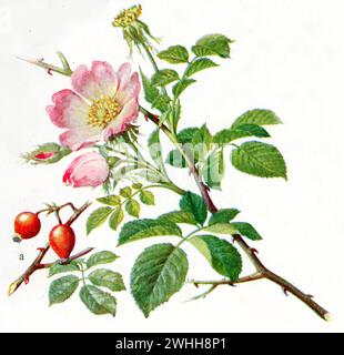 Rosa canina, (, 1901), Hundsrose Foto Stock