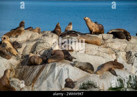 Leoni marini che riposano sull'isola rocciosa di ushuaia Foto Stock