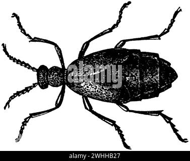 Coleottero da olio, Meloe proscarabaeus, anonym (libro di zoologia, 1877), Schwarzblauer Ölkäfer, méloé printanier Foto Stock