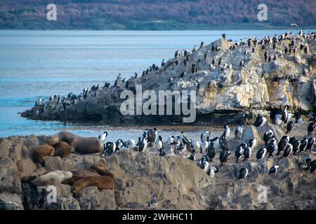 Colonia di cormorani re, ushuaia Foto Stock