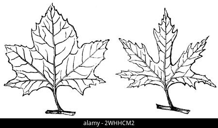 Platanus orientalis, Platanus orientalis, (libro da giardino, 1877), Morgenländische Platane, platano d'Oriente Foto Stock