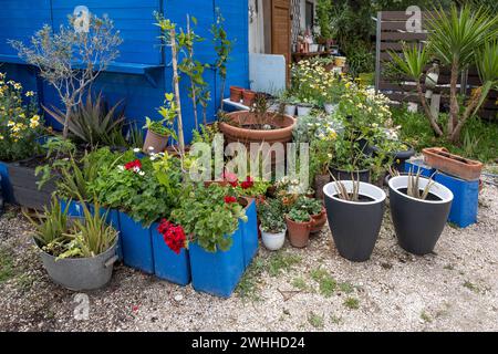 Colorato giardino in vaso con fiori e piante decorative in vari vasi nel cortile posteriore in un capannone di legno blu Foto Stock