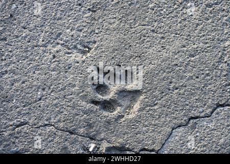 Impronta di una zampa di cane in calcestruzzo friabile su una vecchia strada, sfondo grigio con tema animale, spazio copia Foto Stock