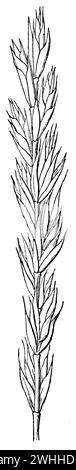 Quackgrass, Elymus repens, (enciclopedia, 1885), Quecke, commun chiendente Foto Stock