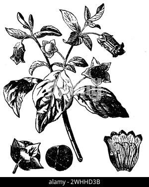 belladonna, Atropa belladonna, (enciclopedia, 1900), Tollkirsche, belladone Foto Stock