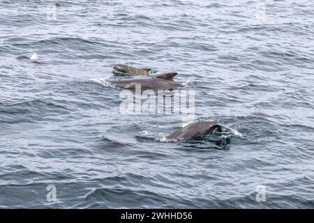 A pilot whale calf is flanked by its vigilant parents in the chilly waters of Andenes, captured during a quiet sea excursion. Lofoten Islands, Norway Foto Stock