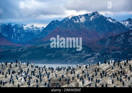 Colonia di cormorani re, ushuaia Foto Stock