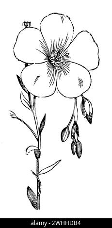 Linum perenne, Linum perenne (libro agricolo, 1898), Ausdauernder Lein, lin vivace Foto Stock