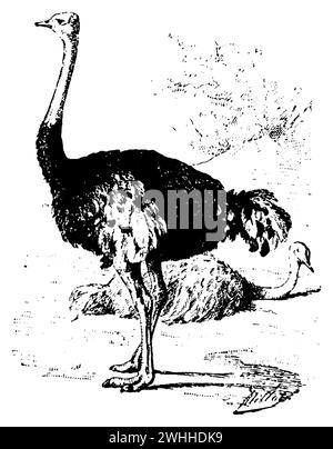 Struzzo o struzzo comune, Struthio camelus (enciclopedia, 1910), Afrikanischer Strauß, l'Autruche d'Afrique Foto Stock