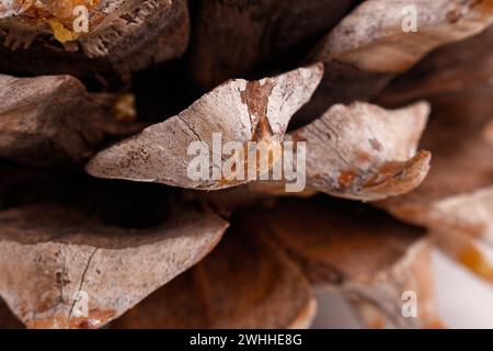 Primo piano delle foglie di un coltro Pinecone con spirali di fibonacci Foto Stock