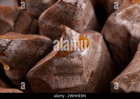 Primo piano delle foglie di un coltro Pinecone con spirali di fibonacci Foto Stock