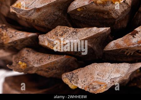 Primo piano delle foglie di un coltro Pinecone con spirali di fibonacci Foto Stock