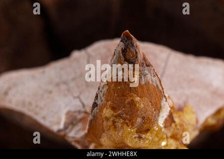 Primo piano delle foglie di un coltro Pinecone con spirali di fibonacci Foto Stock