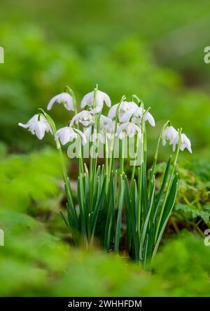 Un gruppo di gocce di neve (Galanthus nivalis), che cresce selvaggio in un bosco a Blackpool, Lancashire, regno unito Foto Stock