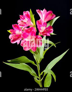 Diversi fiori rosa dell'Alstroemeria fotografati su un semplice sfondo nero Foto Stock