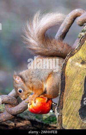 Scoiattolo rosso (Sciurus vulgaris), Insch, Aberdeenshire, Scozia, REGNO UNITO Foto Stock