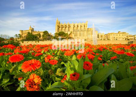 Catedral de Palma (la Seu)(s.XIV-XVI)Parque del mar.Palma.Mallorca.Baleares.EspaÃ±a.. Foto Stock