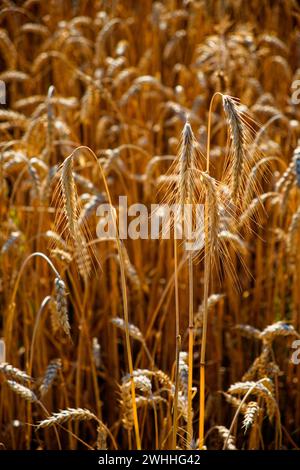 Orecchie di frumento illuminate dal sole con grani maturi pronte per la raccolta. Foto Stock