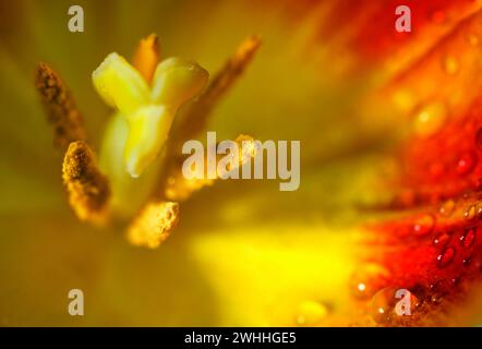 All'interno di un tulipano rosso giallo fiorito con pistola, stami e gocce d'acqua sul petalo, macro fiore astratto, copia spazio, S. Foto Stock