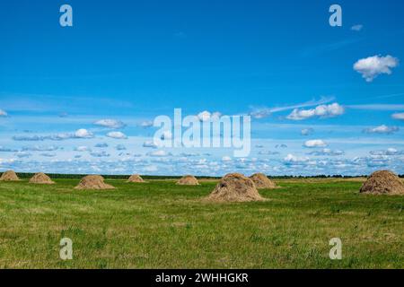 Gli Haystacks sono sparsi in un vasto campo erboso sotto un cielo blu punteggiato da numerose nuvole bianche. Foto Stock