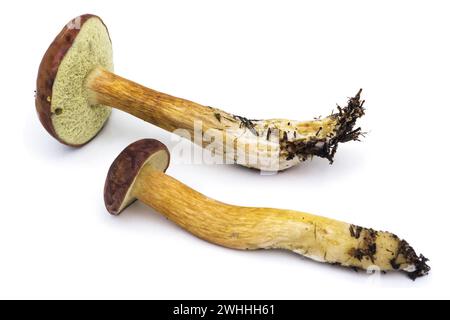 Funghi polacchi (Boletus badius), su fondo bianco, funghi commestibili. la gamba è lunga perché è gr Foto Stock