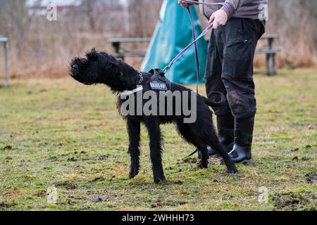 Schnauzer gigante durante l'addestramento di protezione in Svezia Foto Stock