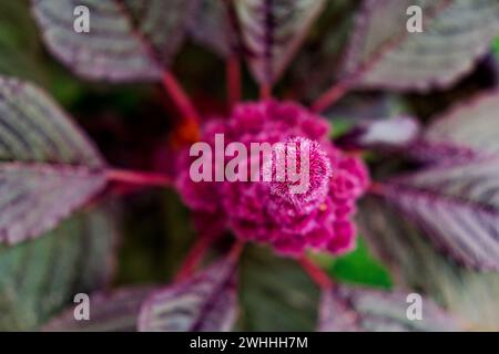 Una fioritura rosa brillante e testurizzata contrasta con le foglie scure venate intorno ad essa. Foto Stock