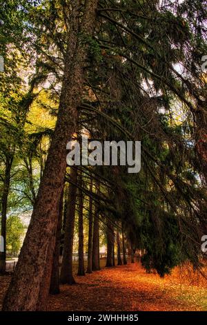 L'immagine mostra un sentiero boschivo ricoperto di foglie cadute, circondato da alti alberi con fogliame verde e marrone, illuminato da un leggero filtraggio della luce solare Foto Stock