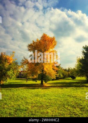 L'immagine mostra un albero con foglie dorate in un campo verde sotto un cielo pieno di soffici nuvole. Foto Stock