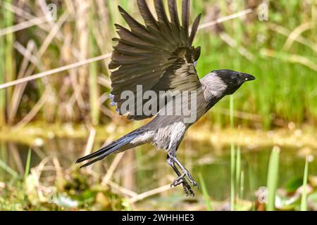 Immagine di corvo nero che vola su sfondo bianco. Foto Stock