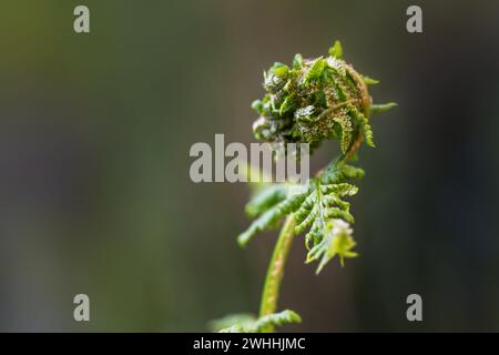 Fern srotolando una giovane fronda con sori sul lato inferiore, macro girato in natura su uno sfondo verde, copia spazio, seleziona Foto Stock